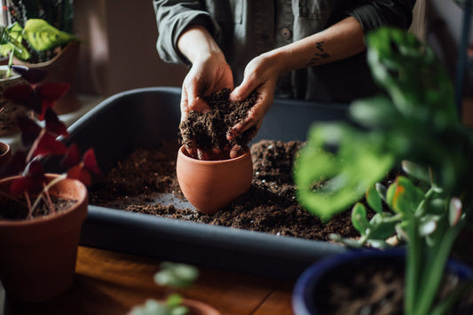 Warum du Blumenerde ohne Torf kaufen solltest
