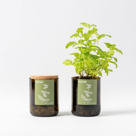 Bottle Garden Pfefferminze